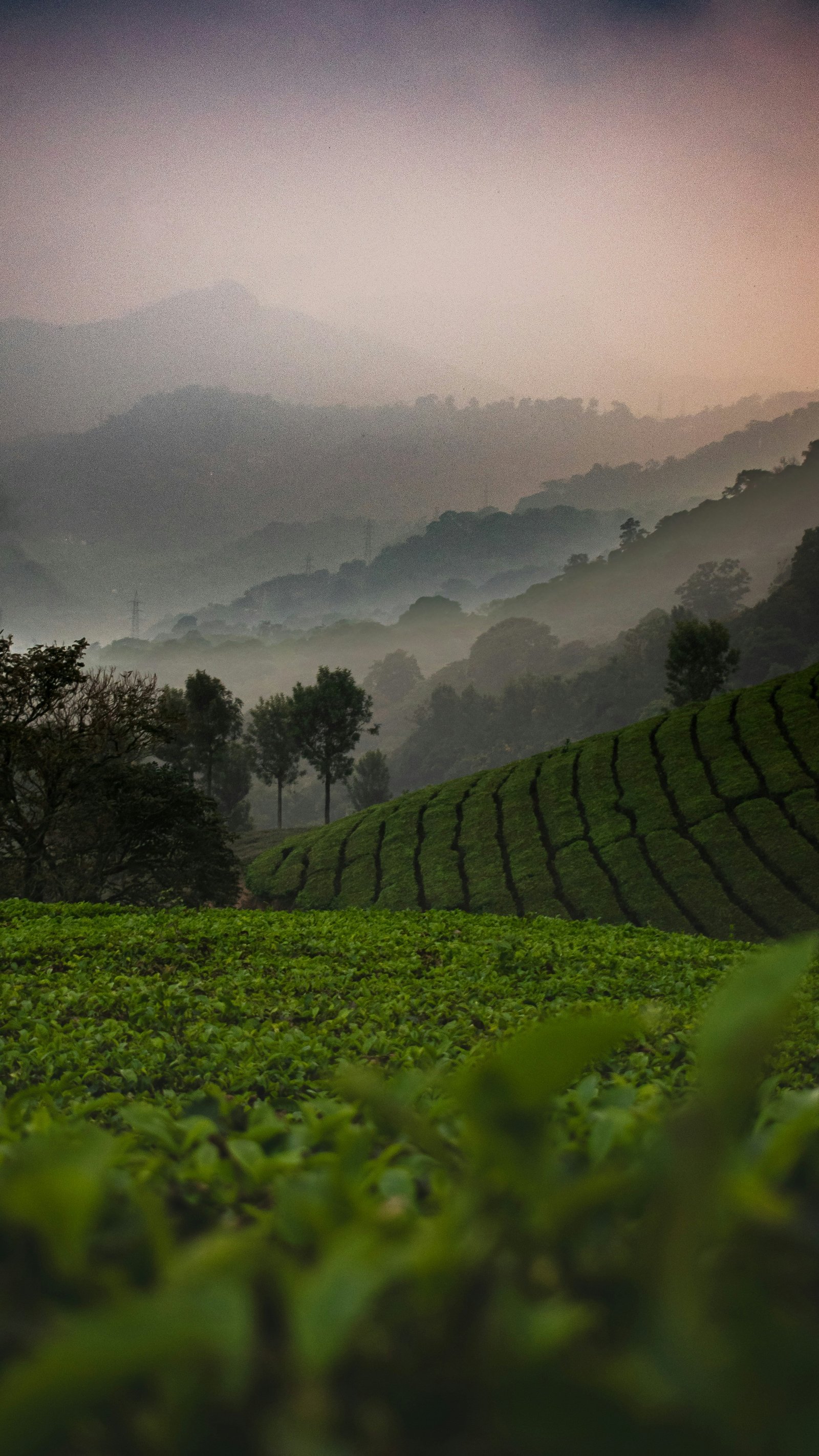 Kochi to Munnar photo 2