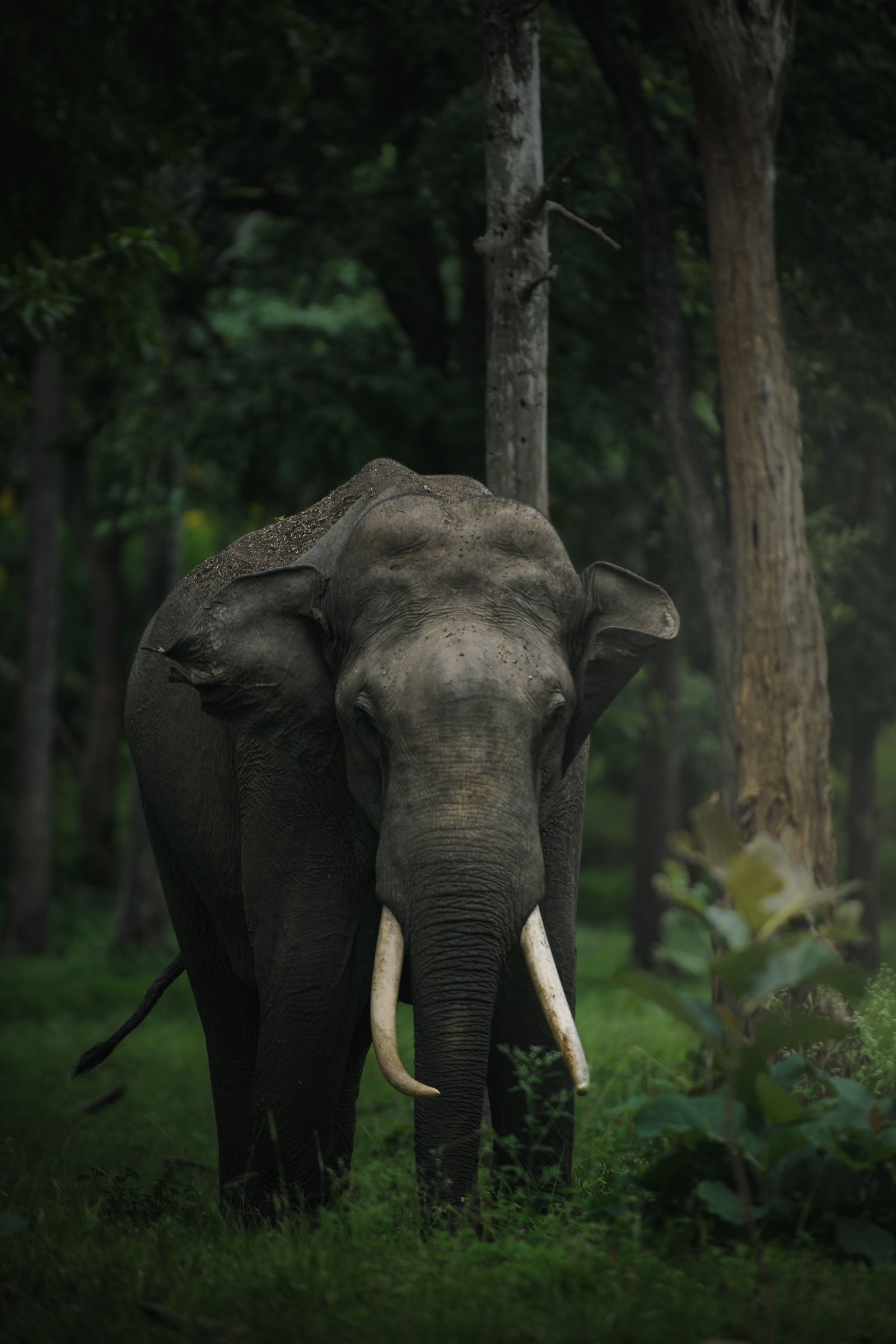 Munnar to Thekkady