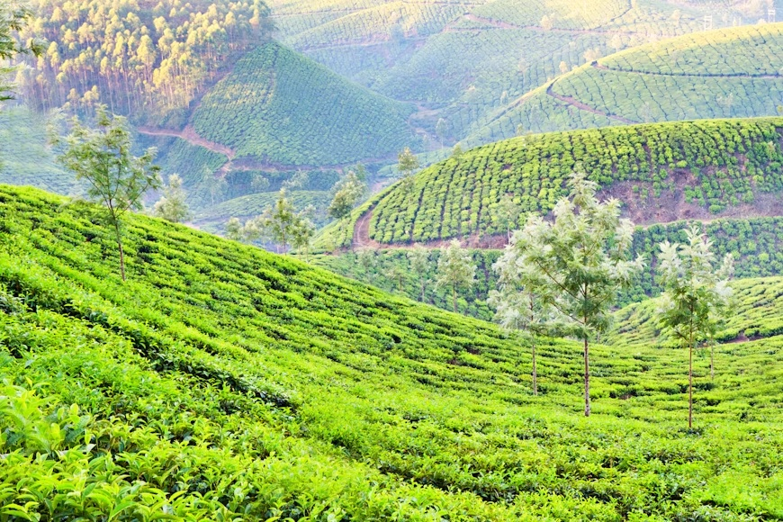 Munnar Tea Country Weekend | 2 Nights 3 Days