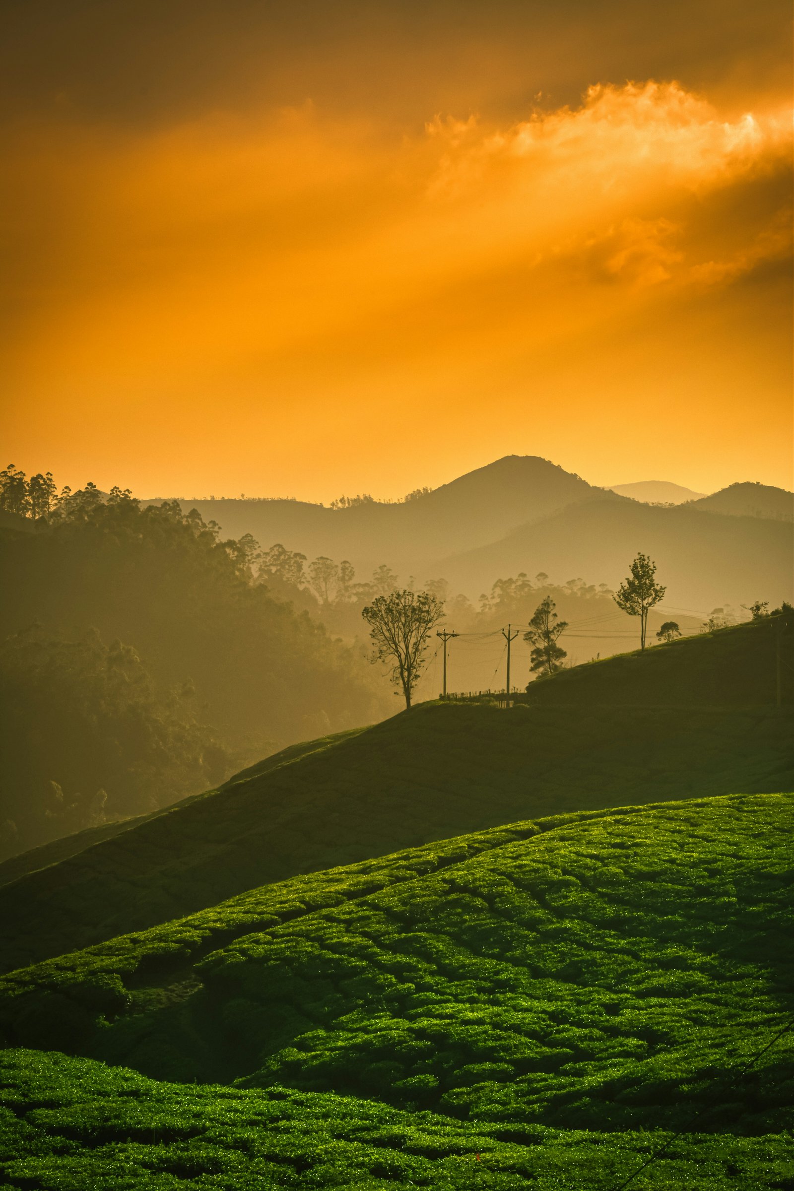Munnar to Thekkady photo 1