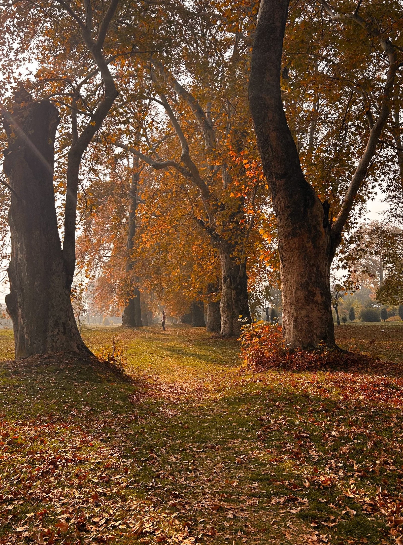 Doodhpathri Meadow Day photo 1