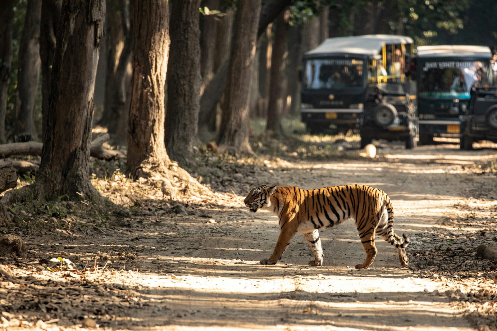 Corbett Jeep Safari