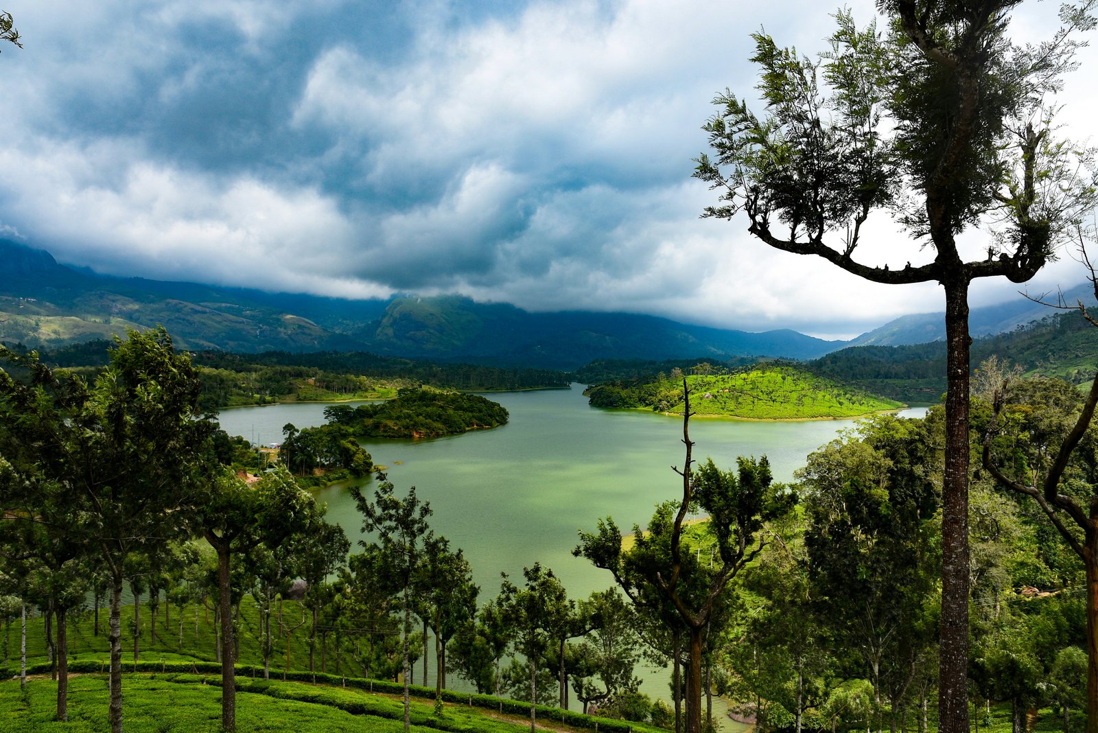 Munnar Tea Country photo 1