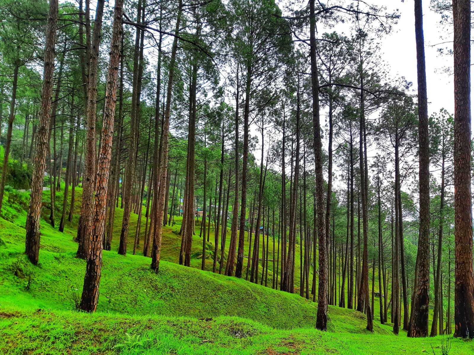 Pithoragarh to Almora photo 1