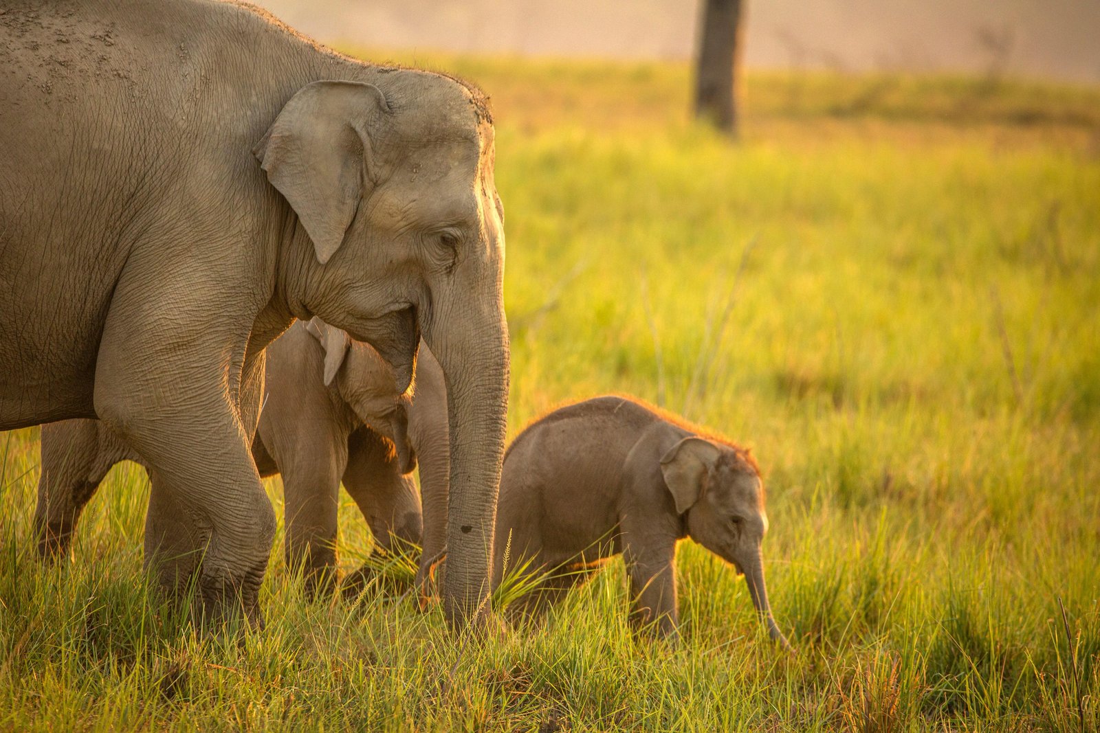 Jim Corbett Wildlife Getaway | 2 Nights 3 Days