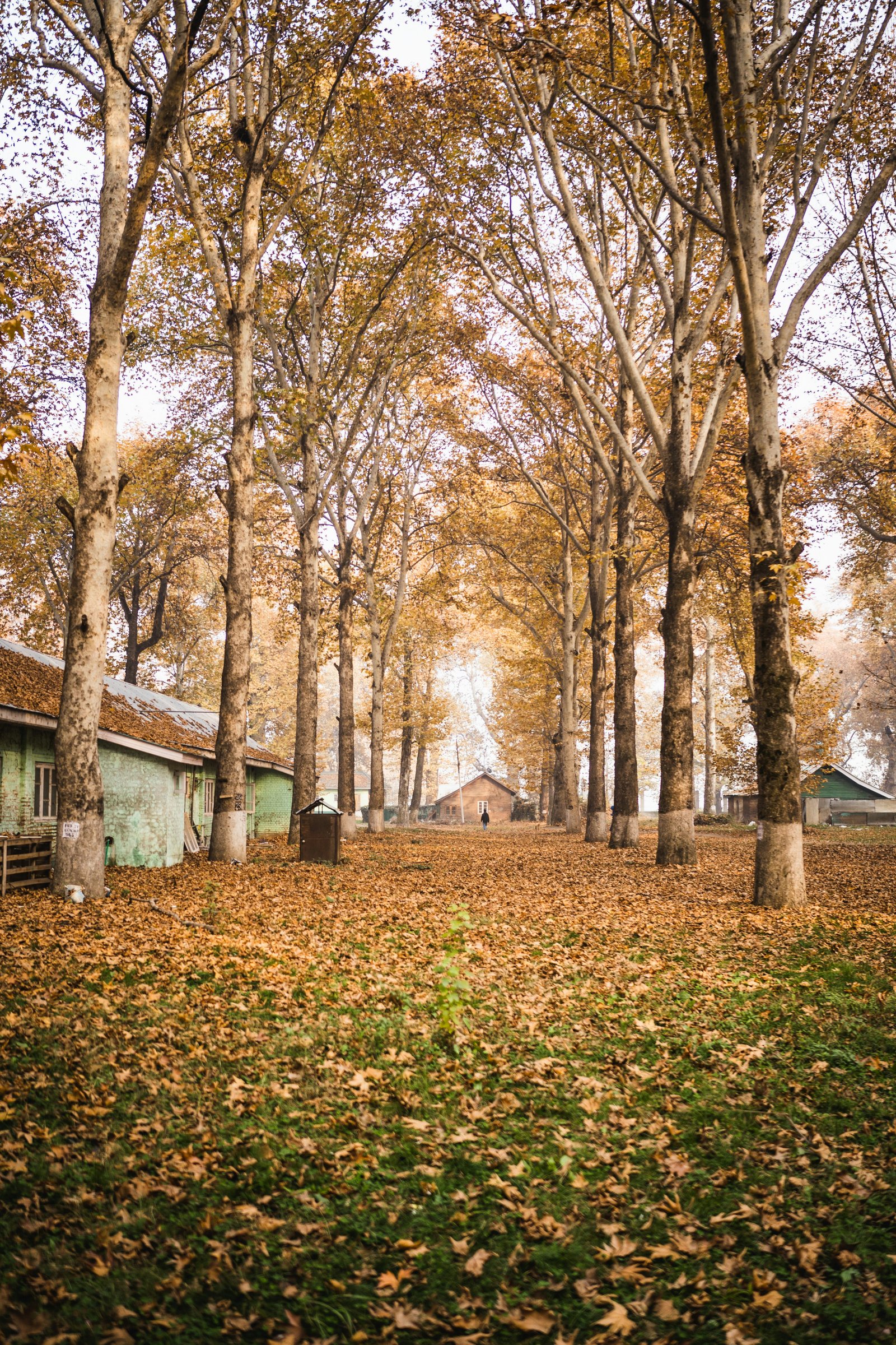 Doodhpathri Meadow Day photo 2