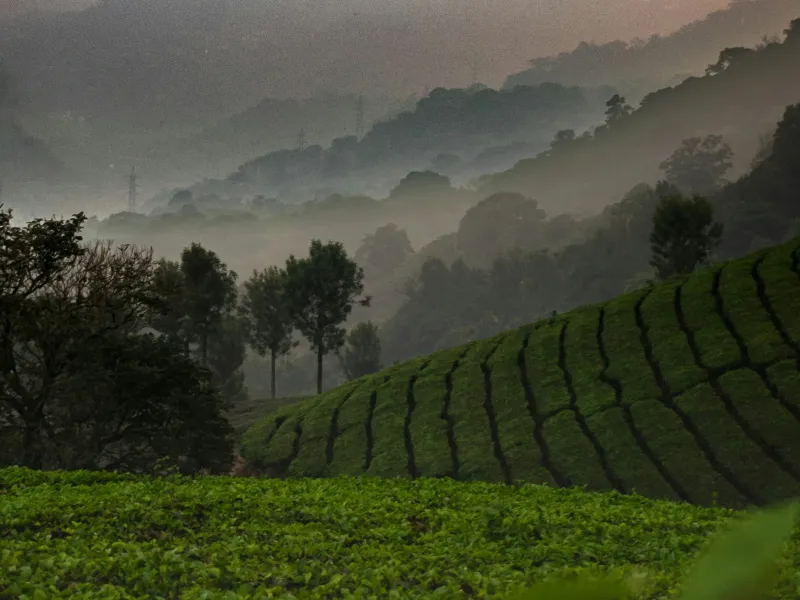 Day 1: Kochi to Munnar