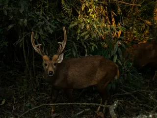Day 3: Kaziranga to Guwahati