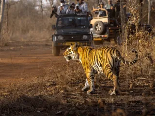 Day 4: Ranthambore Wildlife Safari