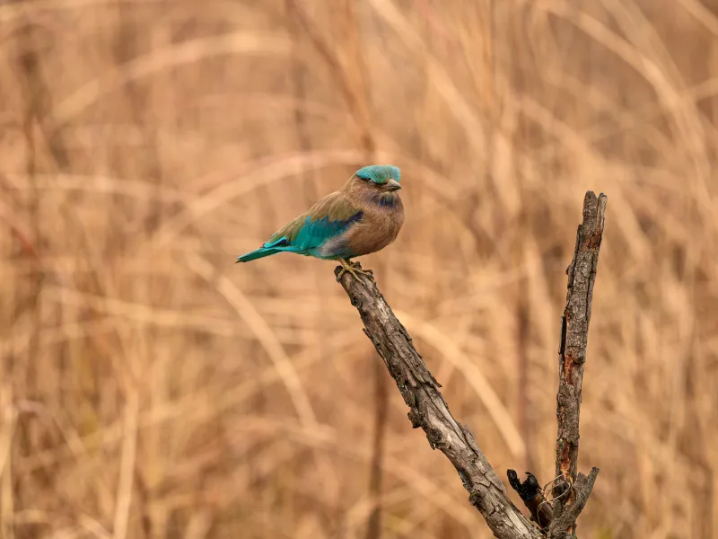 Day 2: Kaziranga Safari and Bhalukpong