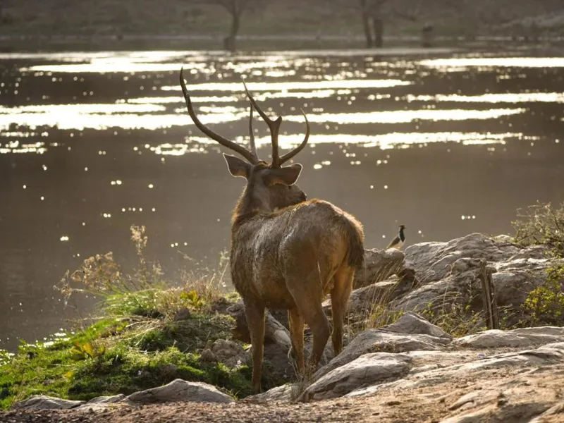 Rajasthan Wildlife and Heritage | 5 Nights 6 Days