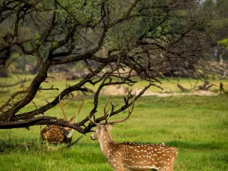 Day 4: Ranthambore Wildlife Safari