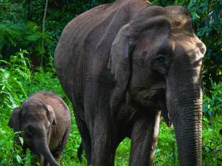 Day 3: Full-Day Munnar Sightseeing