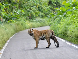 Day 4: Periyar Nature Day
