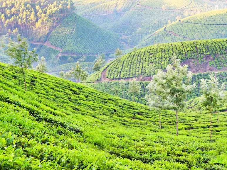 Munnar Tea Country Weekend | 2 Nights 3 Days