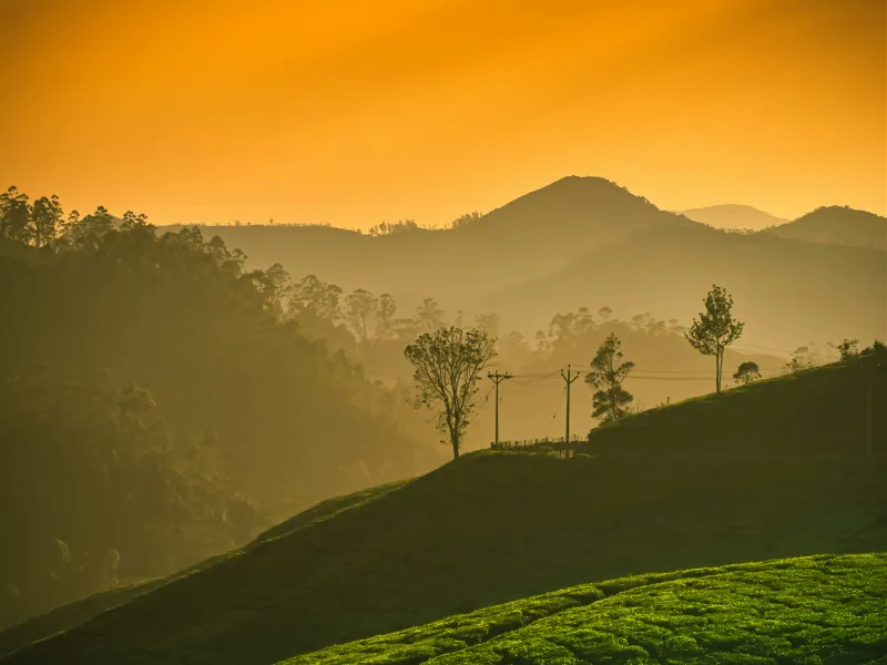 Day 1: Kochi to Romantic Munnar