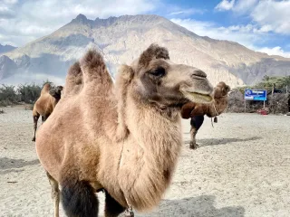 Day 4: Leh to Nubra Valley