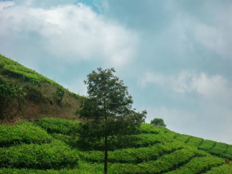 Day 1: Kochi to Vagamon