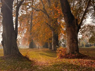 Day 1: Srinagar Airport to Dal Lake
