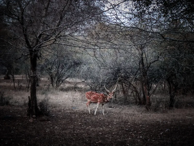Jaipur and Ranthambore Wildlife | 4 Nights 5 Days