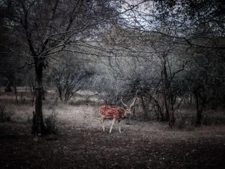 Day 5: Ranthambore Wildlife Safari
