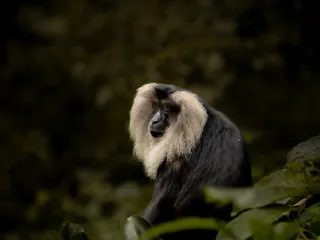 Day 2: Wayanad Heritage Day
