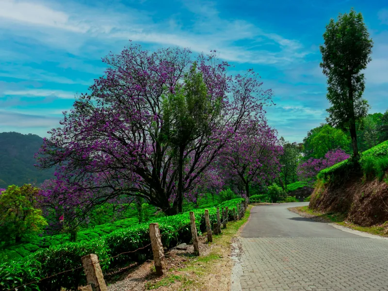 Day 2: Full-Day Munnar Sightseeing