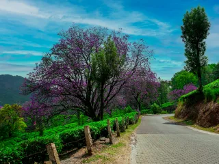 Day 2: Full-Day Munnar Sightseeing