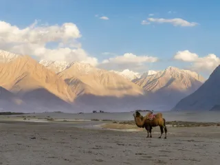 Day 7: Nubra to Pangong