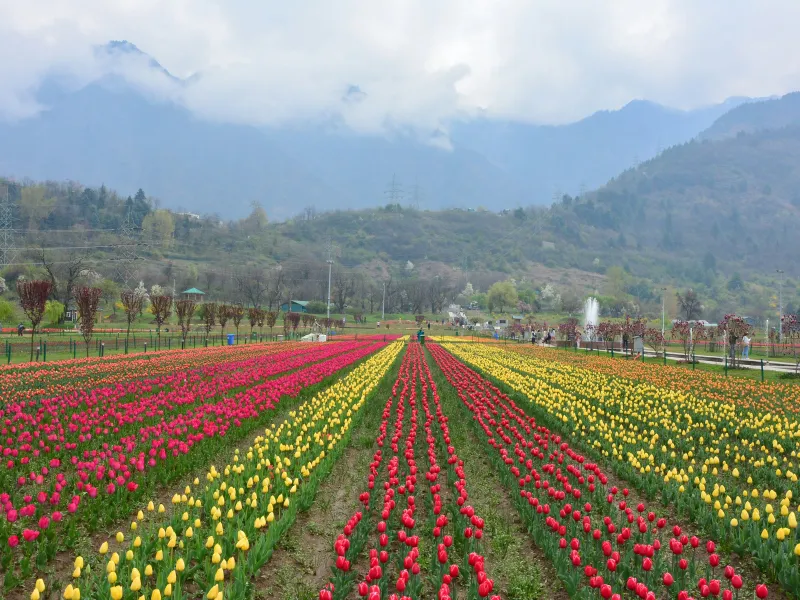 Kashmir Tulip Season Special | 4 Nights 5 Days